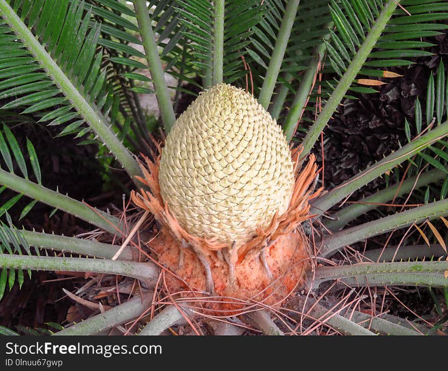 Center of a palm tree with a close-up fruit. Center of a palm tree with a close-up fruit