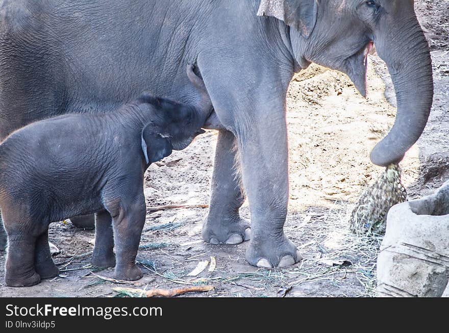 A Baby Asian elephant Elephas maximus get feeding from its mother.