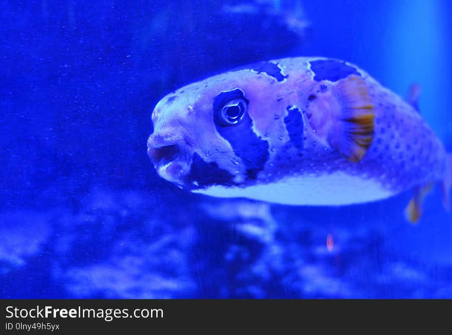 Great fun fish with an open mouth floating past stones and algae