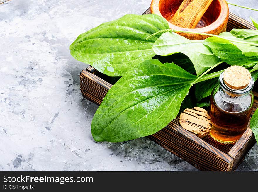 Leaf of greater plantain in a box with pharmaceutical bottle. Leaf of greater plantain in a box with pharmaceutical bottle