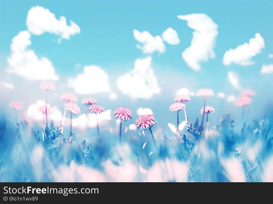 Delicate Pink Flowers On Blue Sky Background With Clouds. Summer Spring Natural Image. Pastel Shades