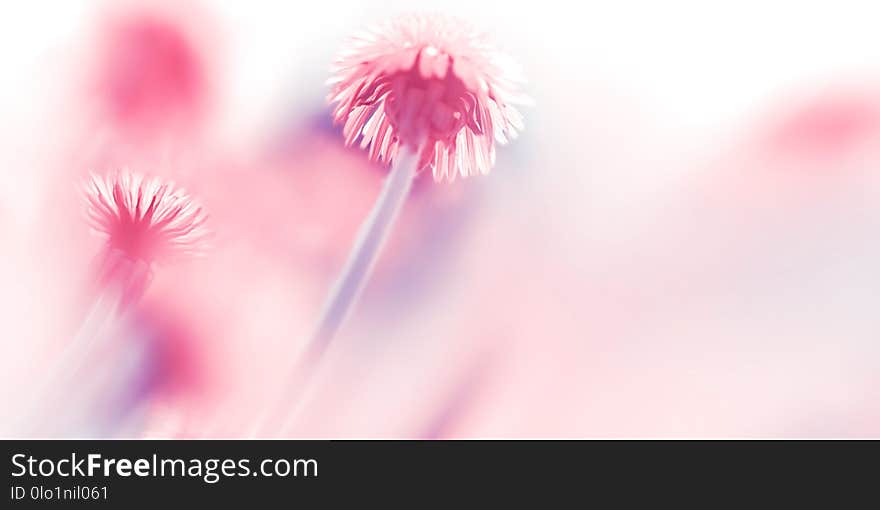 Natural summer background. Beautiful pink fairy dandelions in the sunlight. Artistic macro image in pink tone. Free space.