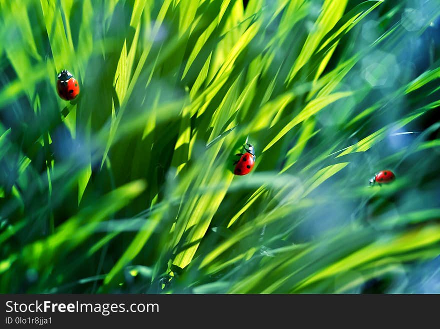 Natural Summer Background. A Group Of Ladybirds In The Green Fresh Summer Grass.