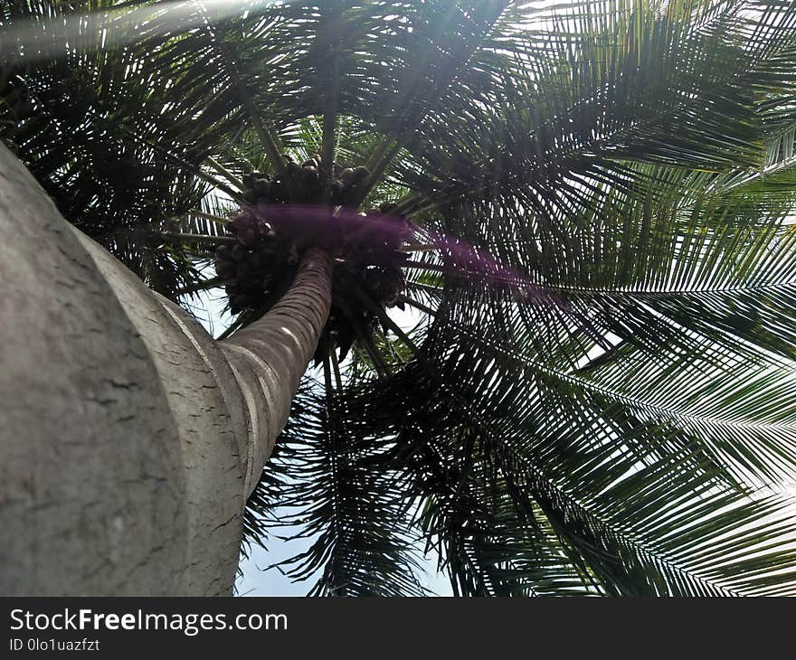 Coconut tree