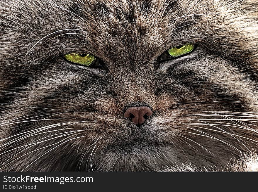 Detail face manul cat wtih green eyes. Close-up pallas cat. Photo from world of animals. Detail face manul cat wtih green eyes. Close-up pallas cat. Photo from world of animals.