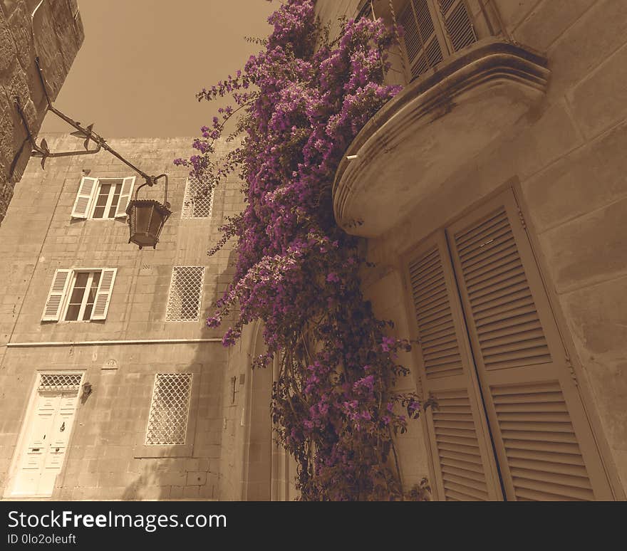 Maltese Buildings with Flowers hanging from balcony, selective colour on sepia background