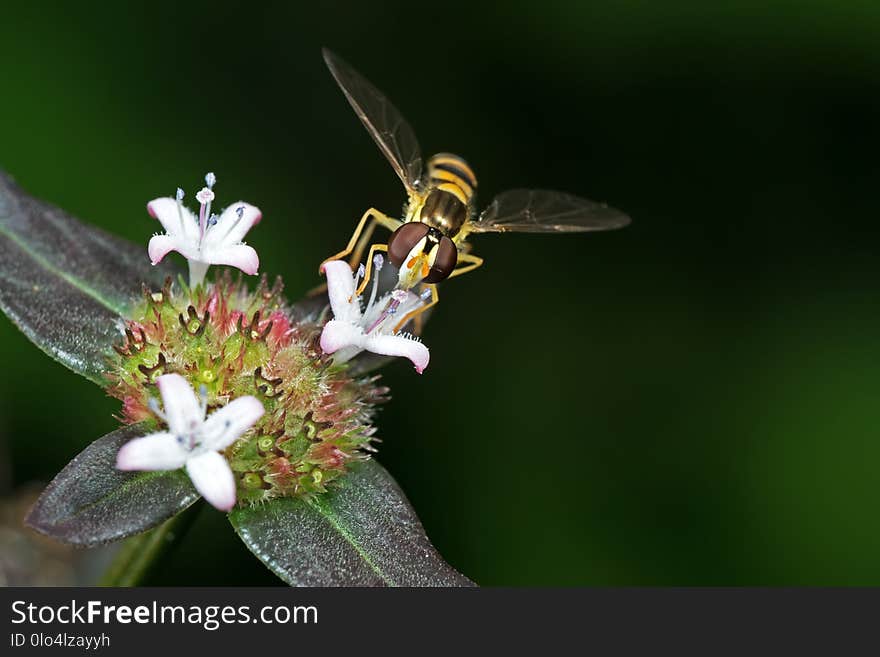 Macro Photography of Hoverfly Sucking Nectar from Flower Isolated on Blurry Background. Macro Photography of Hoverfly Sucking Nectar from Flower Isolated on Blurry Background