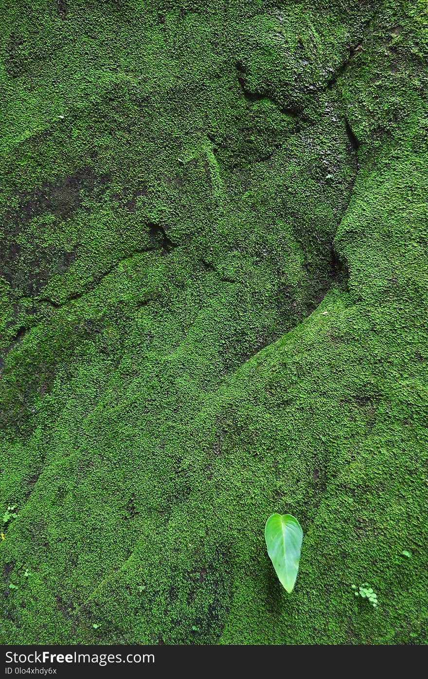 Moss on ruined walls at Vat Phou in Champasak, Southern Laos. Moss on ruined walls at Vat Phou in Champasak, Southern Laos.