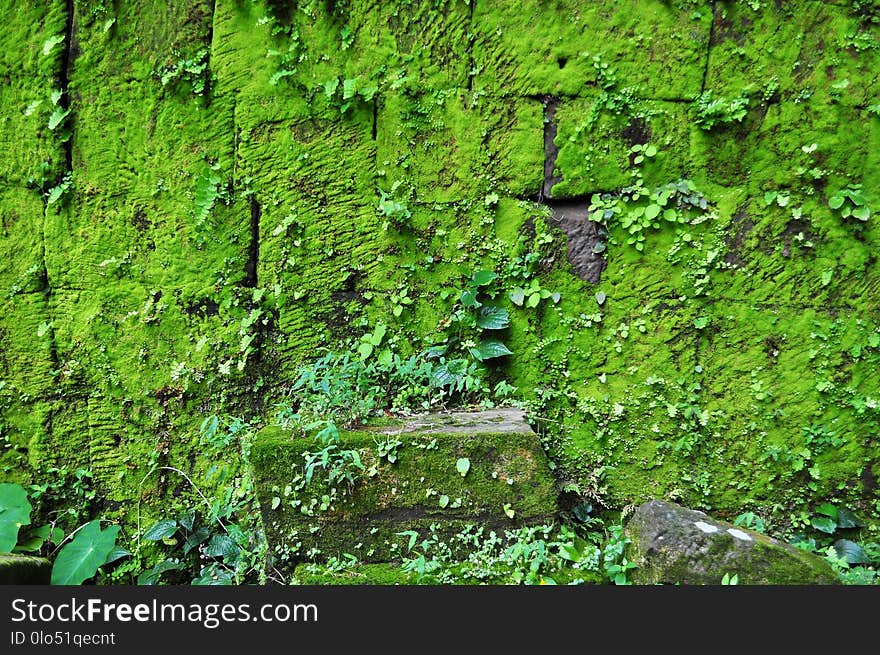 Moss on ruined walls at Vat Phou in Champasak, Southern Laos. Moss on ruined walls at Vat Phou in Champasak, Southern Laos.