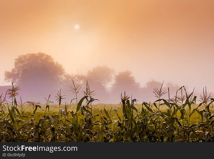 Rural landscape. Through the morning fog is looks through the sun . Planting corn on the background of a misty sky_