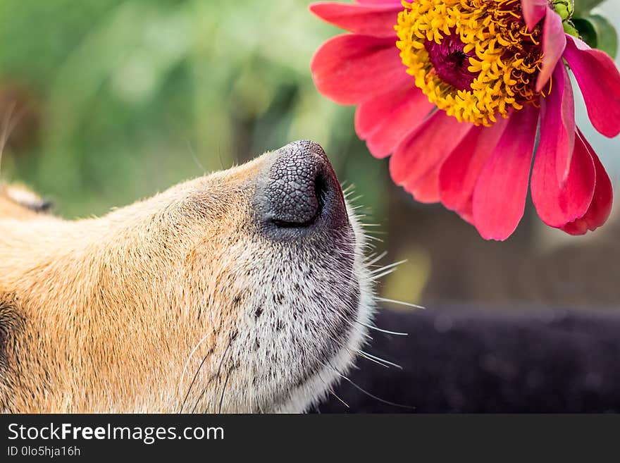 The Dog Sniffs The Pink Flower Of Zinnia. Close-up_