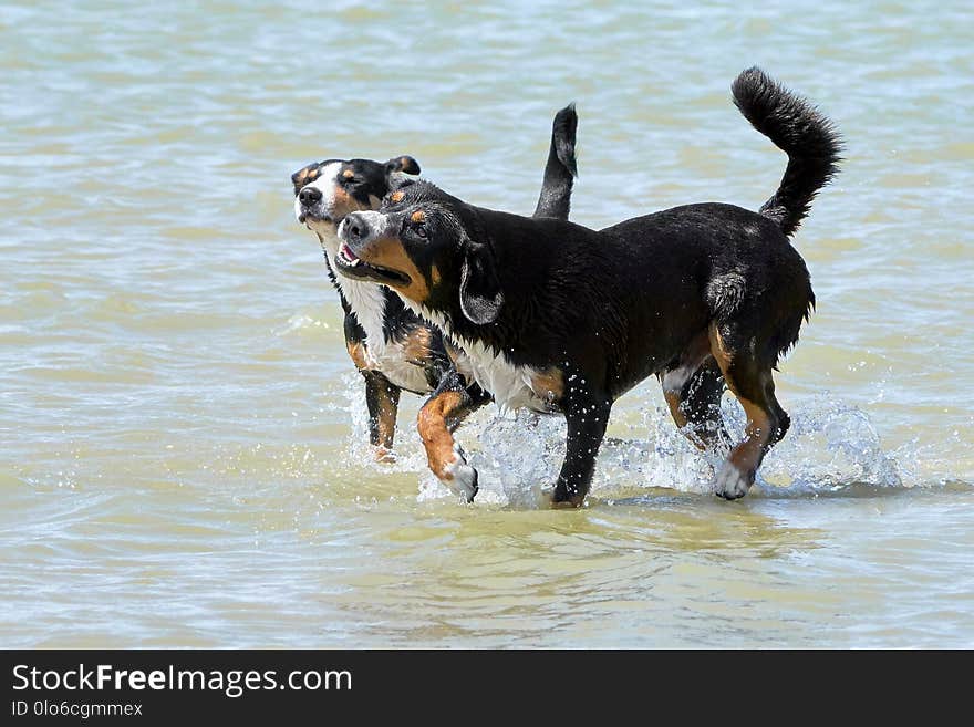 Two Bernese Mountain Dogs run along the coas