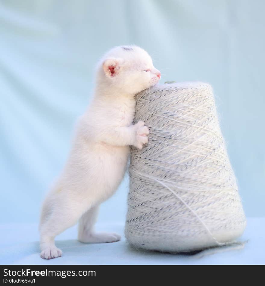 Lovable and fluffy white kitten plays with a ball of yarn. Lovable and fluffy white kitten plays with a ball of yarn
