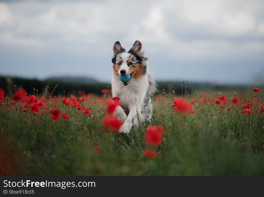 Dog in a poppy field. Australian Shepherd in colors.