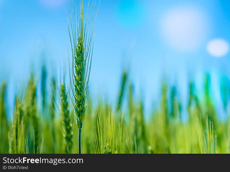 Photo green wheat field. Cultivation of grain crops..