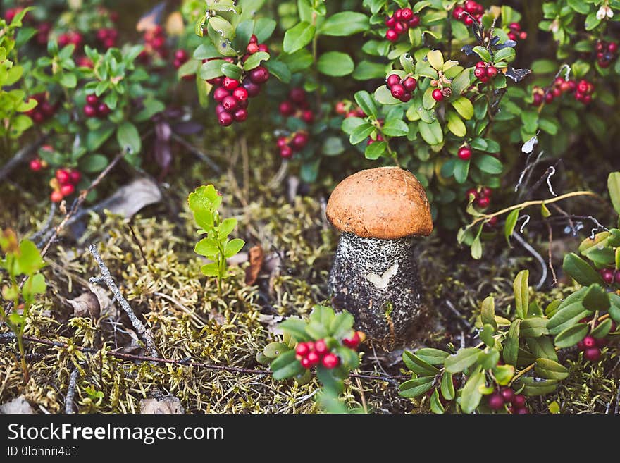 Orange-cap Boletus In The Forest