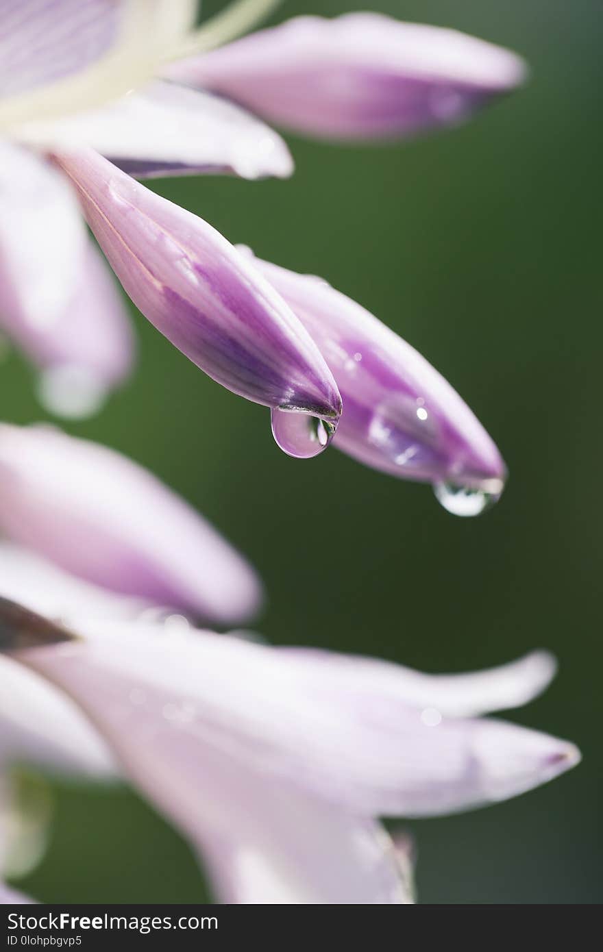 Macro photo of flower after rain with water drops on petals with shallow depth of field. Macro photo of flower after rain with water drops on petals with shallow depth of field.