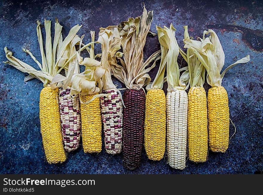 Various corn cobs on dark background. autumn harvesting concept