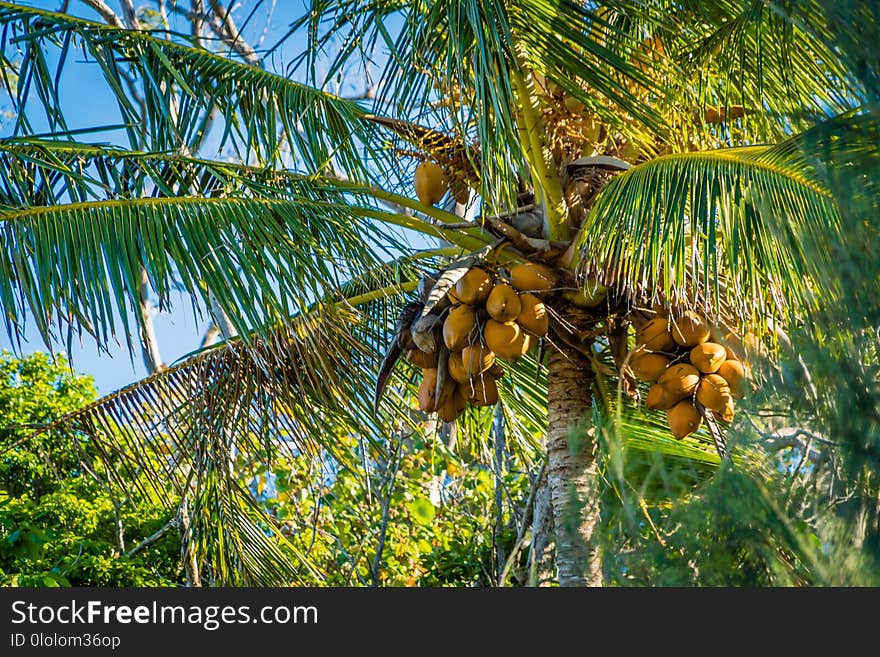 Coconut tree full of coconuts in the summer