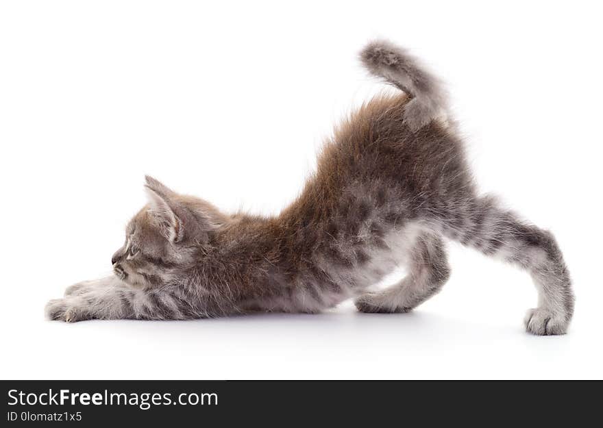 Small gray kitten isolated on white background. Small gray kitten isolated on white background.