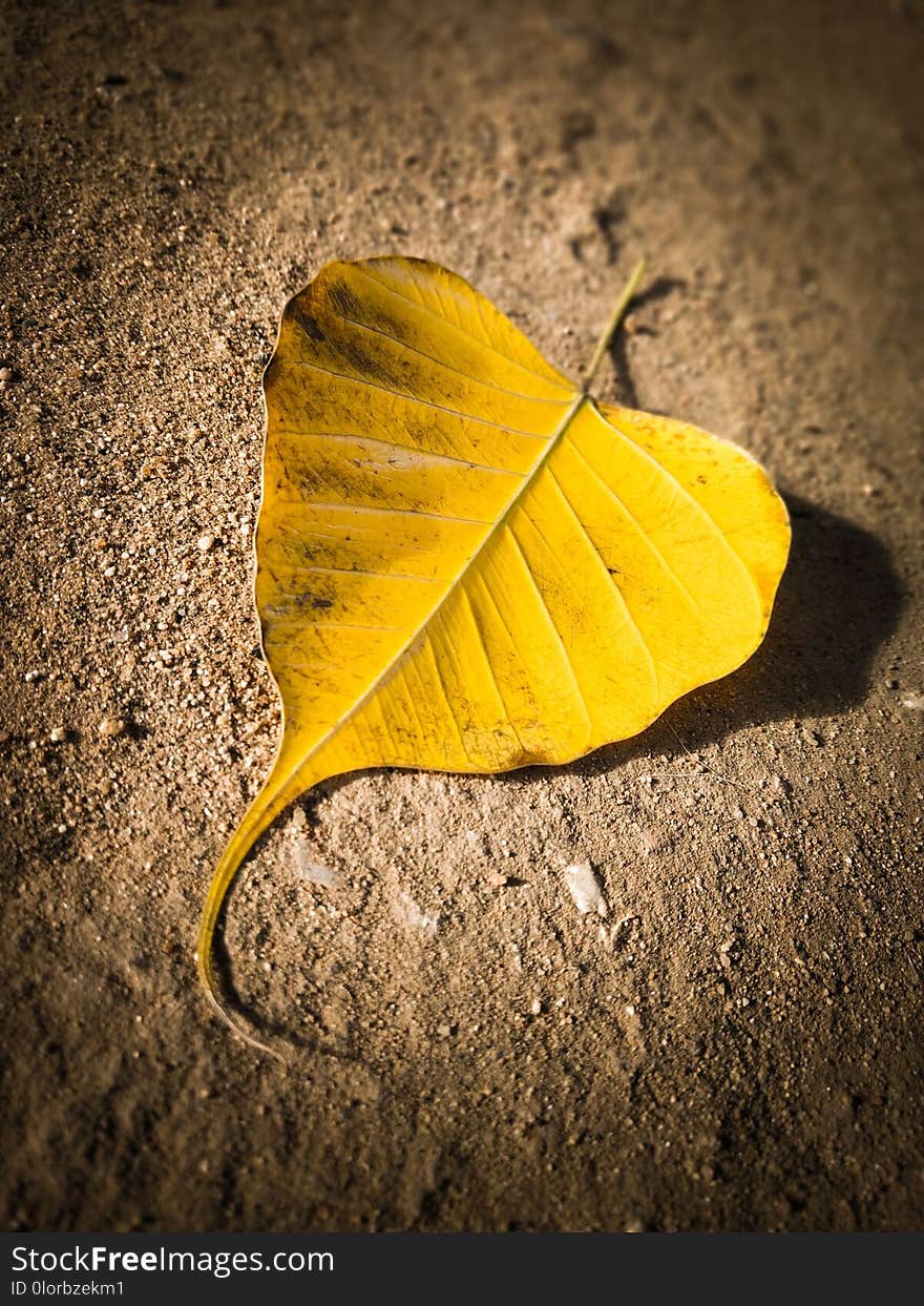 A yellow color leaf from tree. Uniqueness and higlighted. Use as background. A yellow color leaf from tree. Uniqueness and higlighted. Use as background