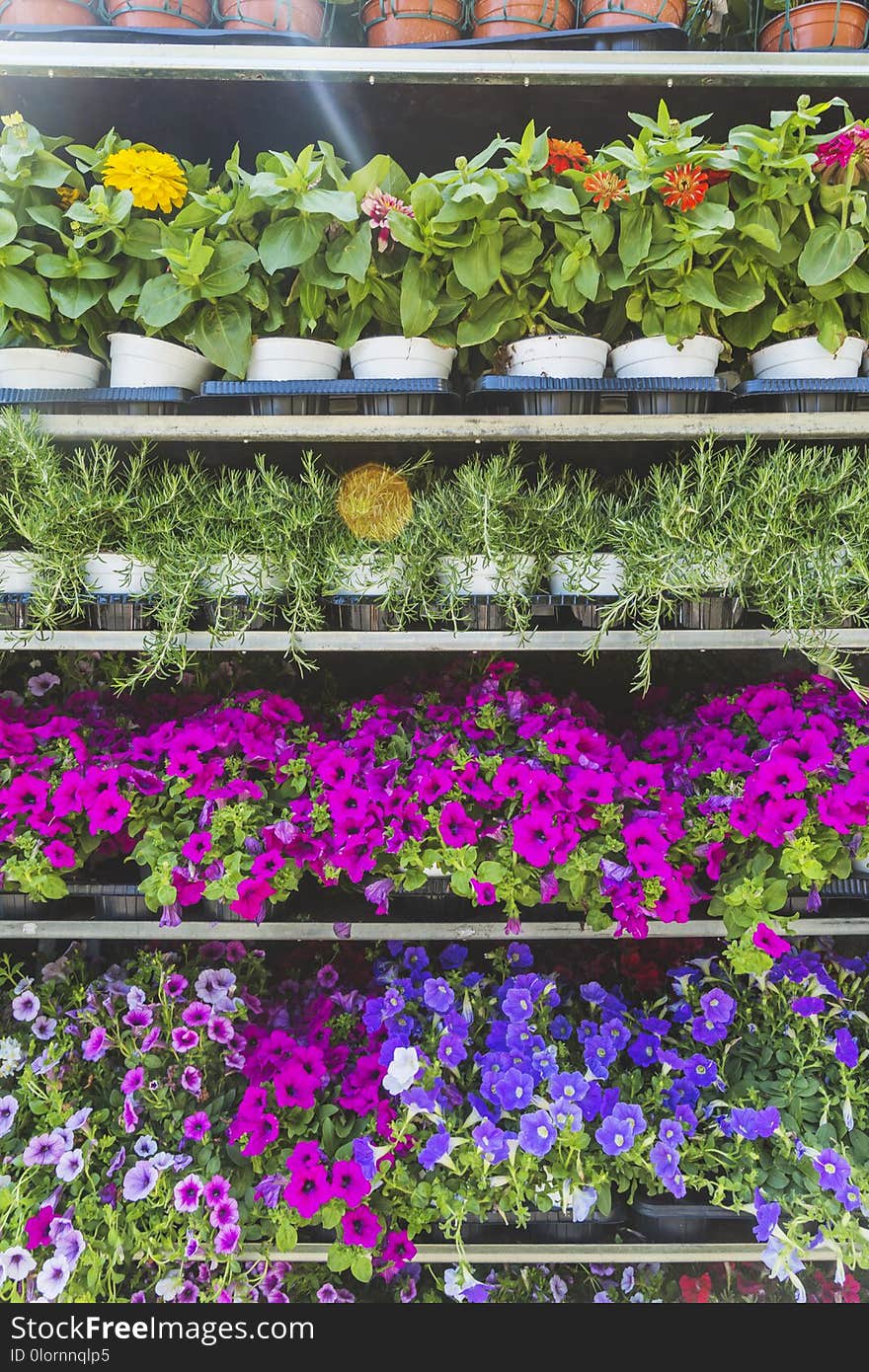 Pots with flowers on the shelves