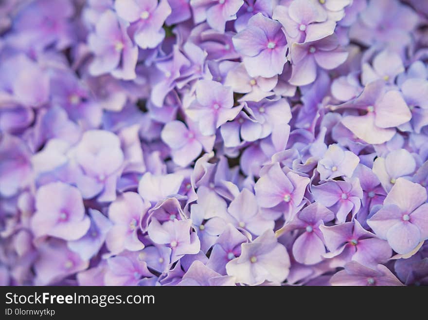 Violet Flowers Of Hydrangea Closeup. Flowral Background