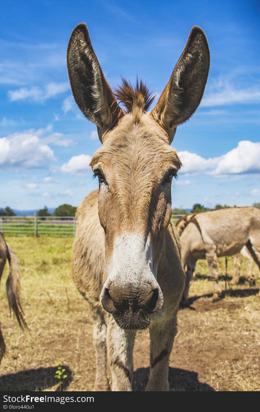 Donkey face on the farm in Punta-Ala. Italy. Donkey face on the farm in Punta-Ala. Italy