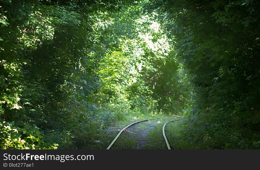 Beautiful tunnel over railroad tracks from green tree branches