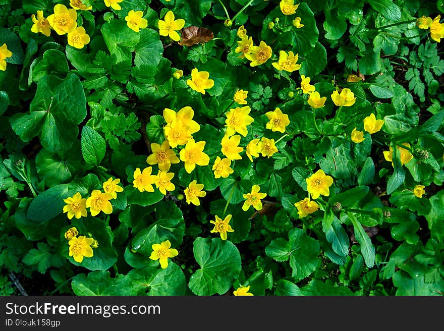 Yellow Forest Flowers On A Background Of Green Leaves