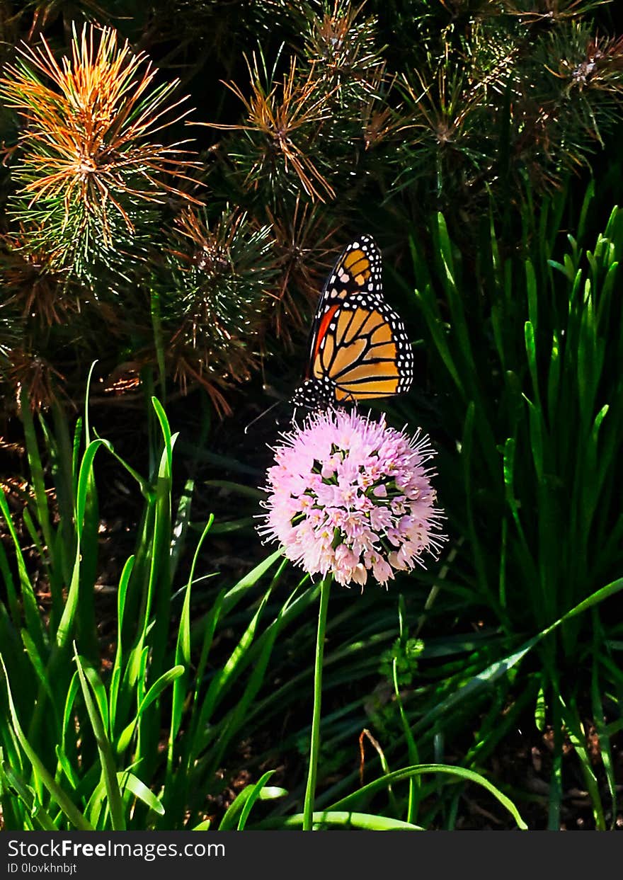 Monarch butterfly sitting atop chive blossoms blooming along the Chicago riverwalk downtown.