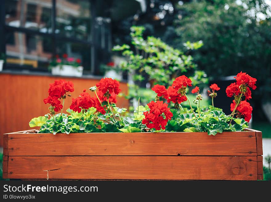 Flowers grow in a large wooden pot on the street.