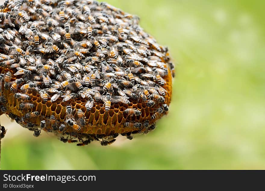 Honeycomb and bee or Apis florea on moringa tree and blur green leaves background.