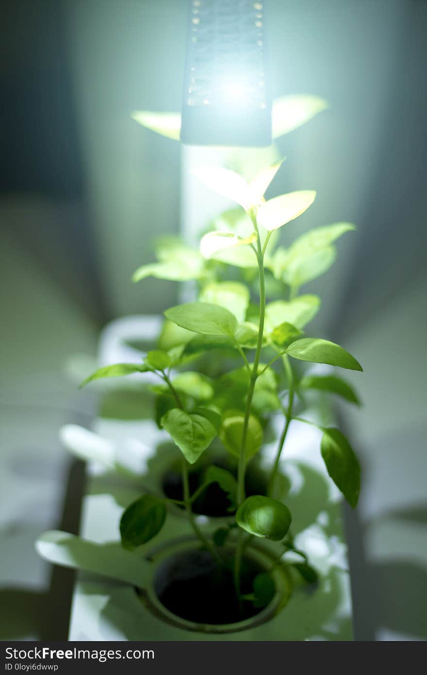 Soilless culture of vegetables under artificial light