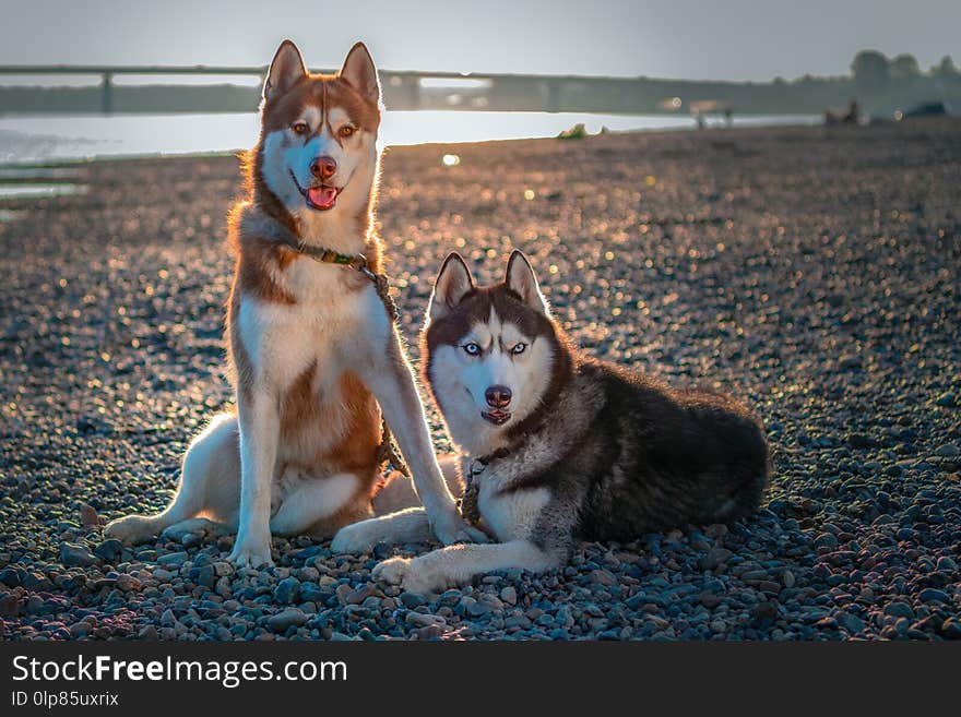 Two cute siberian husky dogs on the shore. Portrait on the summer beach background. Copy space.