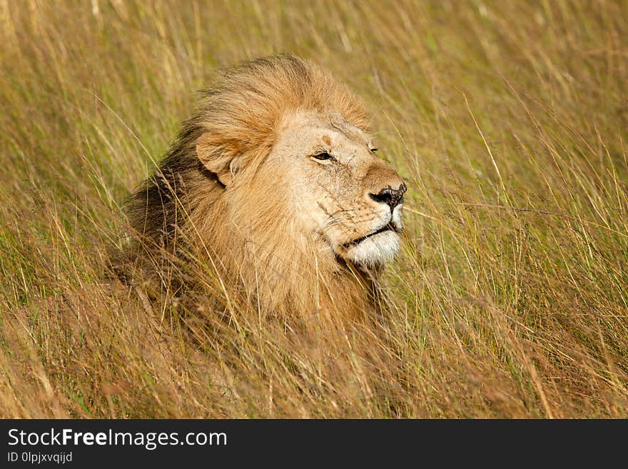 Lion male in National park of Kenya