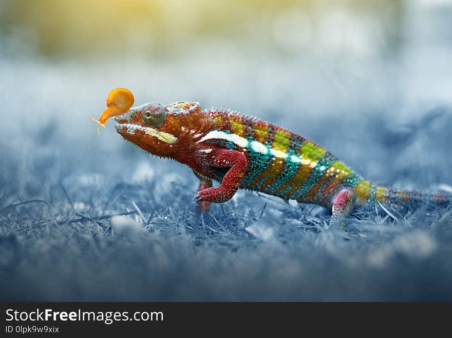 chameleon phanter walking on the grass, butterflies, chameleon, chameleon phanter,