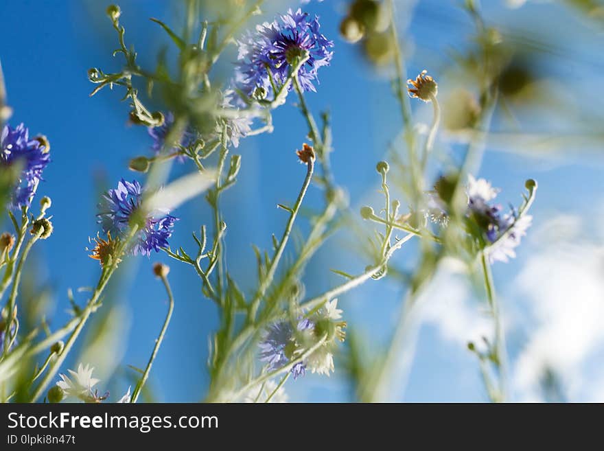 The cosmos flower and the sky