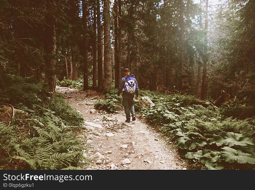 Male traveler with backpack walking dense forest. Travel and backpacking lifestyle concept. Male traveler with backpack walking dense forest. Travel and backpacking lifestyle concept