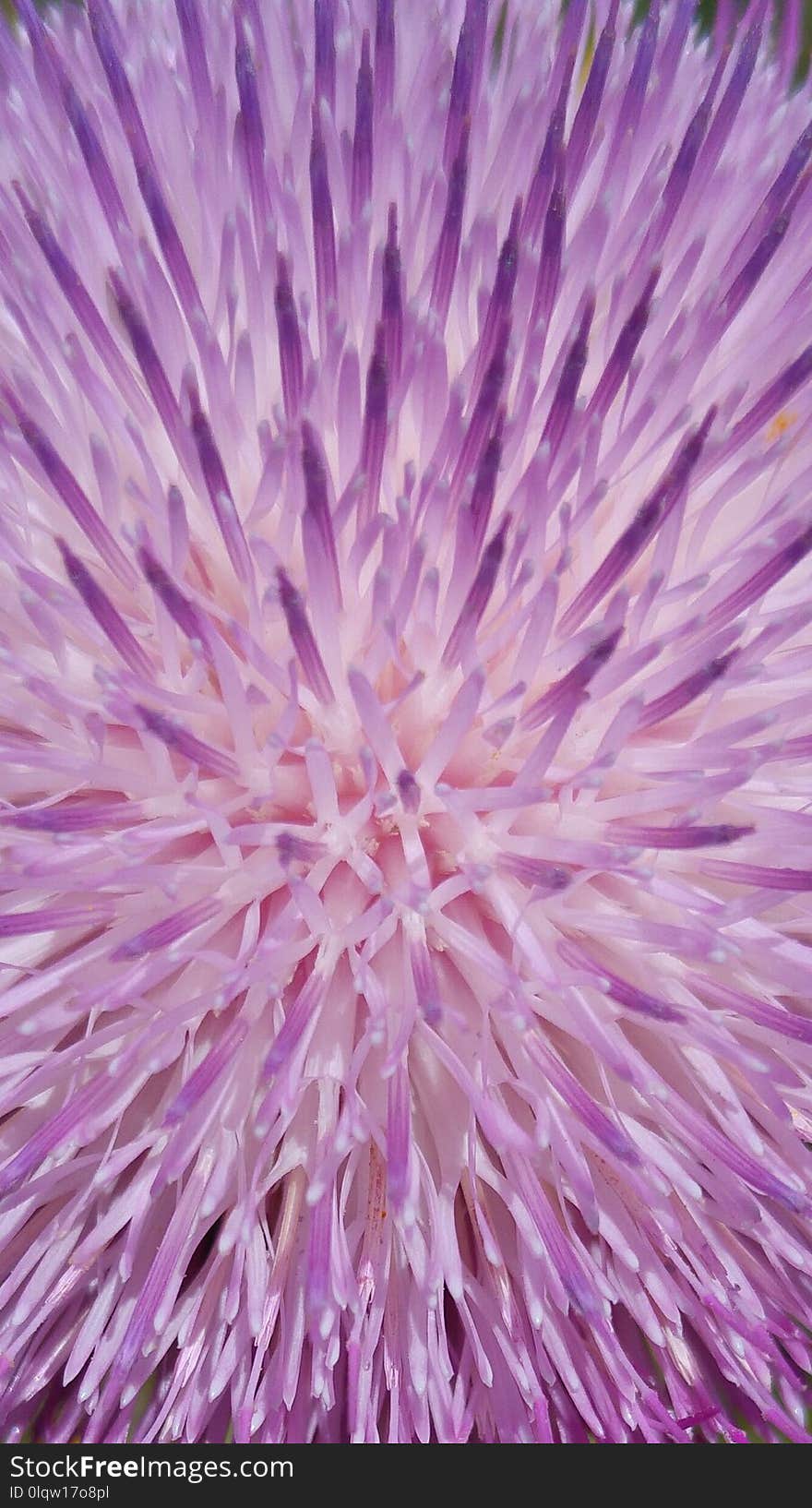 Purple, Flower, Pink, Thistle