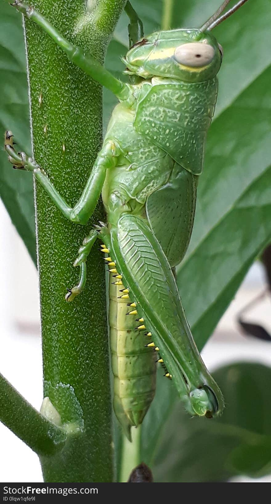 Insect, Grasshopper, Locust, Cricket Like Insect