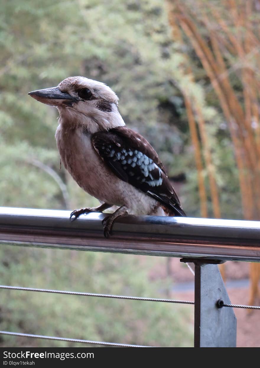 Bird, Fauna, Beak, Wildlife