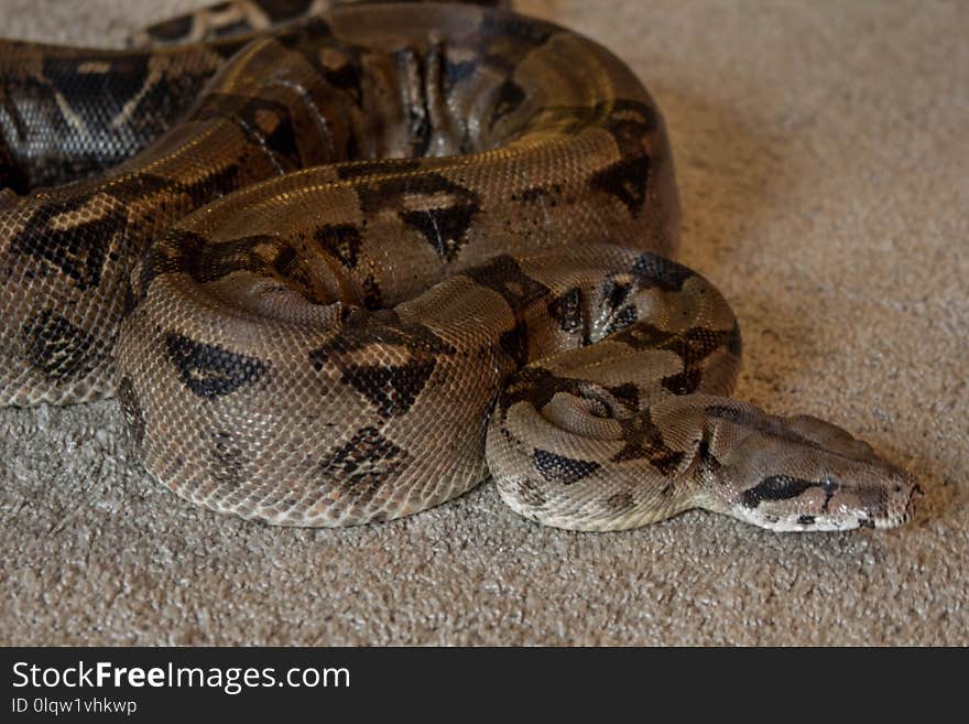 Snake, Reptile, Boas, Boa Constrictor