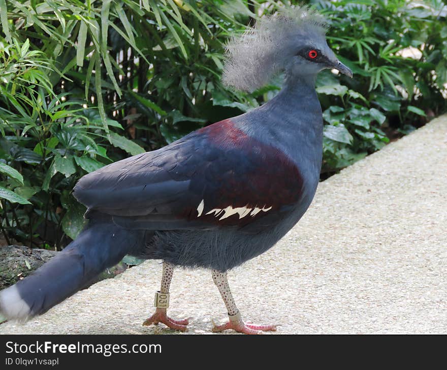 Bird, Fauna, Beak, Galliformes