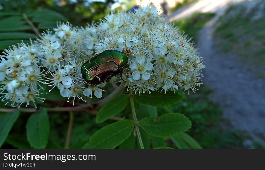 Plant, Flora, Nannyberry, Pollinator