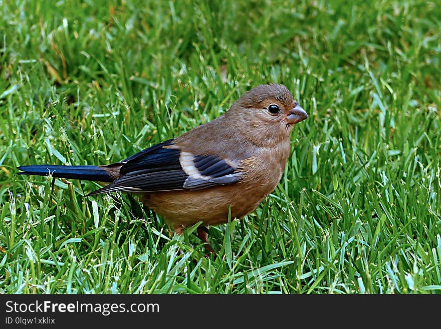 Bird, Fauna, Beak, Grass