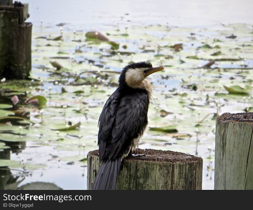 Bird, Fauna, Beak, Water