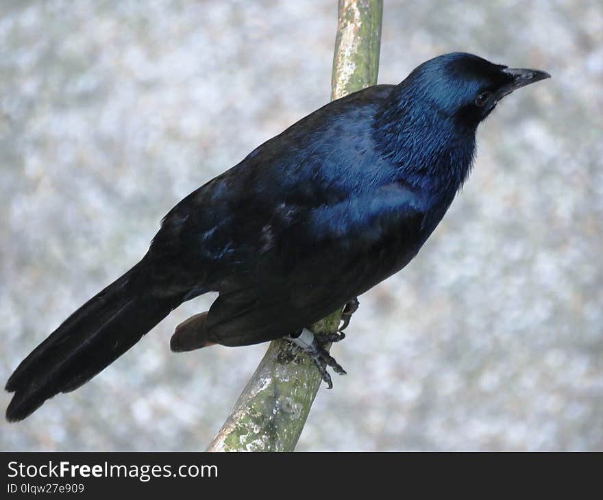 Bird, American Crow, Fauna, Crow