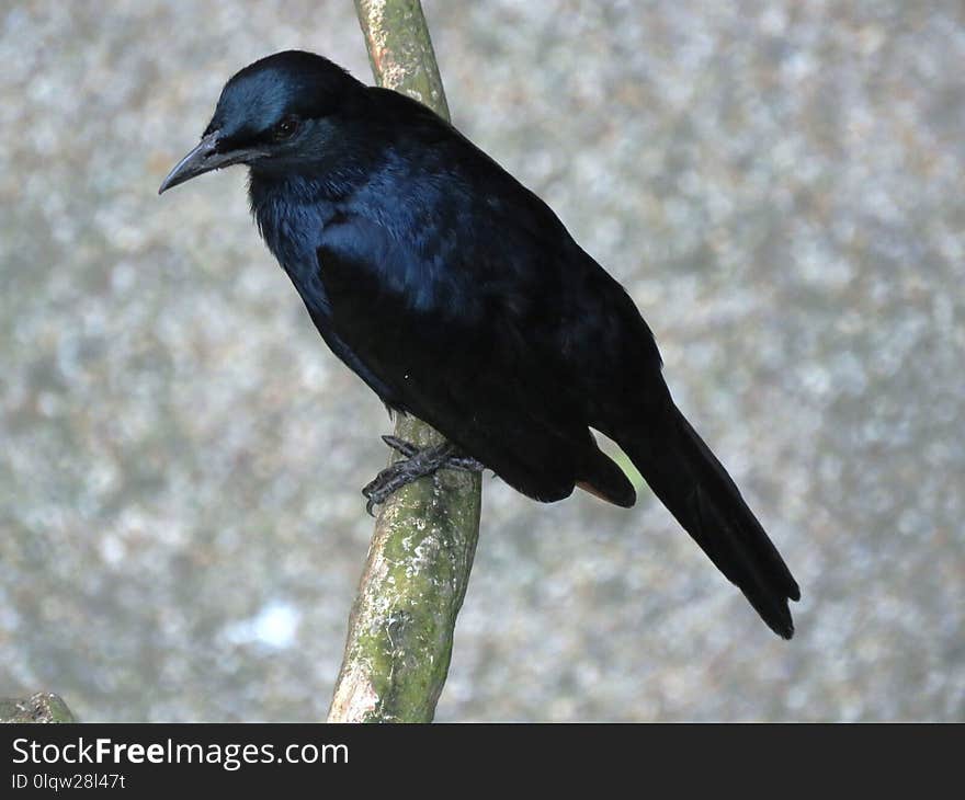 Bird, American Crow, Crow Like Bird, Rook