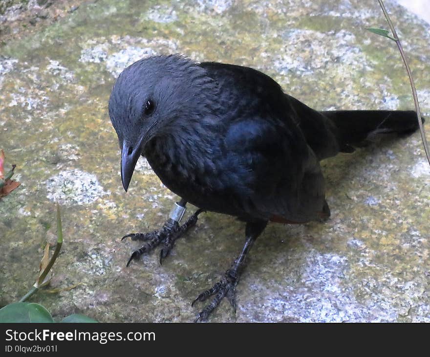 Bird, Fauna, American Crow, Crow